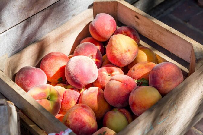 Agriculture & Farming